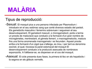 MALÀRIA
Tipus de reproducció:
-Sexual: El mosquit pica a una persona infectada per Plasmodium i
   introdueix en el seu estómac sang que conté diversos estadis del paràsit.
   Els gametòcits masculins i femenins sobreviuen i segueixen el seu
   desenvolupament. El gametocit masculí, o microgametocit, porta a terme
   un procés de maduració que condueix a la formació d'un gran nombre de
   microgàmetes, mentrestant, el gàmeta femení, o macrogametocito, madura
   fins una forma anomenada macrogameto i es fecunden. Aquest procés
   arriba a la formació d'un zigot que s'allarga, es mou, i per tant es denomina
   oocinet, el qual, travessa la paret estomacal del mosquit El
   desenvolupament condueix a la producció asexuada de nombrosos
   esporozoïts. A l'alliberar-se, es dispersen en el cos del mosquit.
-Asexual: El cicle presenta dues fases, la primera té lloc en els hepatòcits i
   la segona en els glòbuls vermells.
 