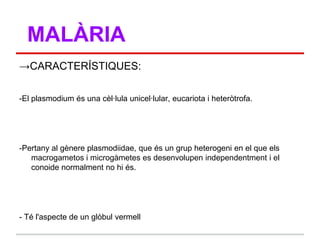 MALÀRIA
→CARACTERÍSTIQUES:

-El plasmodium és una cèl·lula unicel·lular, eucariota i heteròtrofa.




-Pertany al gènere plasmodiidae, que és un grup heterogeni en el que els
   macrogametos i microgàmetes es desenvolupen independentment i el
   conoide normalment no hi és.




- Té l'aspecte de un glòbul vermell
 