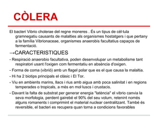 CÒLERA
El bacteri Vibrio cholerae del regne moneres . És un tipus de cél·lula
    gramnegatiu causants de malalties als organismes hostatgers i que pertany
    a la família Vibrionaceae, organismes anaerobis facultatius capaços de
    fermentació.
→CARACTERISTIQUES
- Respiració anaerobio facultativa, poden desenvolupar un metabolisme tant
   respiratori usant l'oxigen com fermentatiu en absència d'oxigen.
- Forma de coma (vibrió) amb un flagel polar que es el que causa la malaltia.
- Hi ha 2 biotips principals el clàsic i El Tor.
- Viu en ambients marins, llacs i rius amb aigua amb poca salinitat i en regions
    temperades o tropicals, a més en mol·luscs i crustacis.
- Davant la falta de substrat per generar energia "latència" el vibrio canvia la
   seva morfologia, perdent gairebé el 90% del seu volum, retenint només
   alguns romanents i comprimint el material nuclear centralitzant. També és
   reversible, el bacteri es recupera quan torna a condicions favorables
 