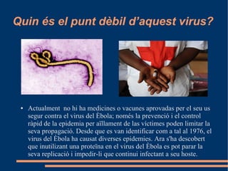 Quin és el punt dèbil d’aquest virus?
● Actualment no hi ha medicines o vacunes aprovadas per el seu us
segur contra el virus del Èbola; només la prevenció i el control
ràpid de la epidemia per aïllament de las víctimes poden limitar la
seva propagació. Desde que es van identificar com a tal al 1976, el
virus del Èbola ha causat diverses epidemies. Ara s'ha descobert
que inutilizant una proteïna en el virus del Èbola es pot parar la
seva replicació i impedir-li que continui infectant a seu hoste.
 