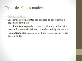 Tipos de células madres.
• Existen tres tipos:
• Las llamadas totipotentes son capaces de dar lugar a un
organismo completo.
• Las pluripotentes pueden producir cualquiera de los tejidos
que conforman un individuo, como el epitelial y el muscular.
• las multipotentes solo crean los tipos celulares de un tejido
determinado.
 