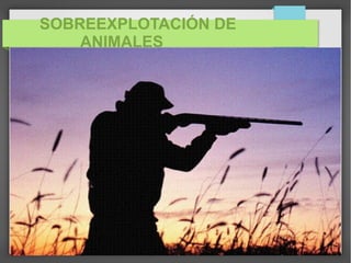 SOBREEXPLOTACIÓN DE
ANIMALES
 