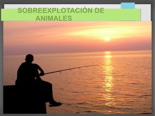 SOBREEXPLOTACIÓN DE
ANIMALES
 