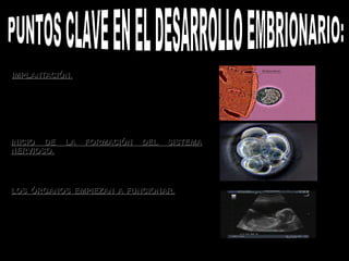 Reproducción humana y desarrollo embrionario | PPT