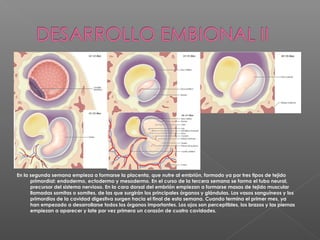 En la segunda semana empieza a formarse la placenta, que nutre al embrión, formado ya por tres tipos de tejido
primordial: endodermo, ectodermo y mesodermo. En el curso de la tercera semana se forma el tubo neural,
precursor del sistema nervioso. En la cara dorsal del embrión empiezan a formarse masas de tejido muscular
llamadas somitas o somites, de las que surgirán los principales órganos y glándulas. Los vasos sanguíneos y los
primordios de la cavidad digestiva surgen hacia el final de esta semana. Cuando termina el primer mes, ya
han empezado a desarrollarse todos los órganos importantes. Los ojos son perceptibles, los brazos y las piernas
empiezan a aparecer y late por vez primera un corazón de cuatro cavidades.
 
