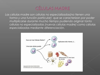 Las células madre son células no especializadas(no tienen una
forma y una función particular) que se caracterizan por poder
multiplicarse durante mucho tiempo pudiendo originar tanto
células no especializadas (nuevas células madre) como células
especializadas mediante diferenciación.
 