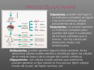 Totipotentes: pueden dar lugar a
un individuo completo; el cigoto
y las ocho primeras células
procedentes de su división.
Pluripotentes: no pueden generar
un individuo completo pero
pueden dar lugar a cualquiera
de los tipos celulares que lo
forman. Son las células del
blastocisto tardío y las
embrionarias.
.
Multipotentes: pueden generar algunos tipos celulares. Se les
denomina células madre adultas o somáticas. Ejem: las células
de la médula ósea o de la sangre del cordón umbilical.
Oligopotentes: son células madre adultas que solamente
pueden generar un tipo celular (o muy pocos). Ejem: células
madre de la piel, del tejido nervioso, etc
 