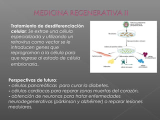 Tratamiento de desdiferenciación
celular: Se extrae una célula
especializada y utilizando un
retrovirus como vector se le
introducen genes que
reprograman a la célula para
que regrese al estado de célula
embrionaria.
Perspectivas de futuro:
- células pancreáticas para curar la diabetes.
- células cardíacas para reparar zonas muertas del corazón,
- obtención de neuronas para tratar enfermedades
neurodegenerativas (pàrkinson y alzhéimer) o reparar lesiones
medulares.
 