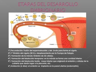 1º) Fecundación: Fusión del espermatozoide y del óvulo para forma el cigoto.
2º) 1ª División del cigoto (30 h) y desplazamiento por la Trompa de Falopio.
3º) Formación de la mórula: Embrión de 32 células.
4º) Formación del blastocisto temprano: en la mórula se forma una cavidad interior.
5º) Formación del blastocisto tardío: masa interior que originará el embrión y células de la
cubierta que darán lugar a la placenta, etc.
6º) Anidación (6 días): el embrión se implanta en la pared uterina (endometrio).
 