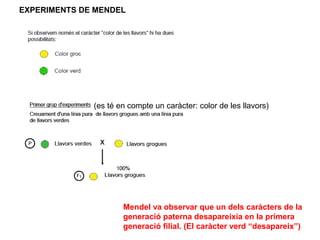 EXPERIMENTS DE MENDEL




              (es té en compte un caràcter: color de les llavors)




                      Mendel va observar que un dels caràcters de la
                      generació paterna desapareixia en la primera
                      generació filial. (El caràcter verd “desapareix”)
 