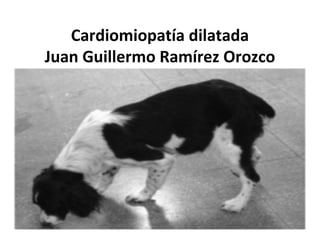 Cardiomiopatía dilatada
Juan Guillermo Ramírez Orozco
 
