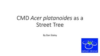 CMD Acer platanoides as a
Street Tree
By Dan Staley
 