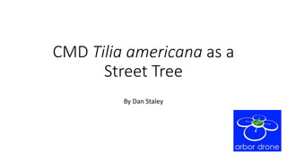 CMD Tilia americana as a
Street Tree
By Dan Staley
 