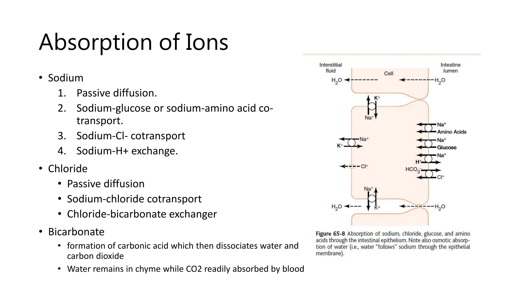 Secretion and absorption of small intestine.pptx