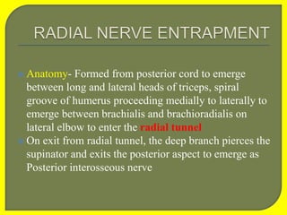  Anatomy- Formed from posterior cord to emerge
between long and lateral heads of triceps, spiral
groove of humerus proceeding medially to laterally to
emerge between brachialis and brachioradialis on
lateral elbow to enter the radial tunnel
 On exit from radial tunnel, the deep branch pierces the
supinator and exits the posterior aspect to emerge as
Posterior interosseous nerve
 