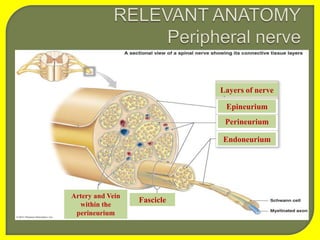 Epineurium
Fascicle
Endoneurium
Perineurium
Artery and Vein
within the
perineurium
Layers of nerve
 