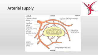 Arterial supply
 