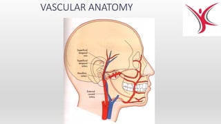 VASCULAR ANATOMY
 