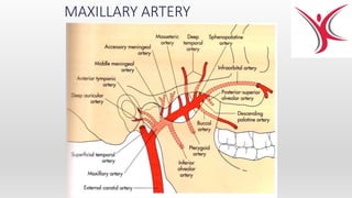 MAXILLARY ARTERY
 