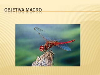 OBJETIVA MACRO
 