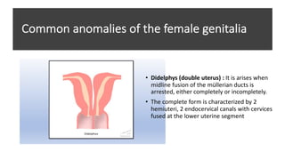 Common anomalies of the female genitalia
• Didelphys (double uterus) : It is arises when
midline fusion of the müllerian ducts is
arrested, either completely or incompletely.
• The complete form is characterized by 2
hemiuteri, 2 endocervical canals with cervices
fused at the lower uterine segment
 
