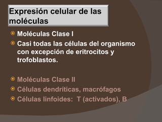 Moléculas Clase I Casi todas las células del organismo con excepción de eritrocitos y trofoblastos. Moléculas Clase II Células dendríticas, macrófagos Células linfoides:  T (activados), B Expresión celular de las moléculas 