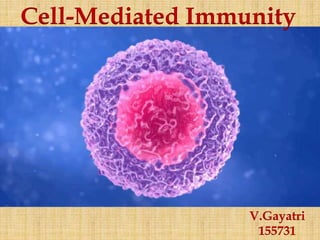 Cell-Mediated Immunity
V.Gayatri
155731
 