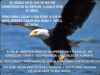 EL AGUILA ES EL AVE DE MAYOR LONGEVIDAD DE SU ESPECIE. LLEGA A VIVIR 70  AÑOS. PERO PARA LLEGAR A ESA EDAD, A LOS 40  AÑOS, DEBERA TOMAR UNA SERIA Y   DIFICIL DECISION.   A LOS 40  AÑOS SUS UÑAS ESTAN APRETADAS Y FLEXIBLES, SIN CONSEGUIR TOMAR A  SUS PRESAS DE LAS CUALES SE ALIMENTA. SU PICO LARGO Y PUNTIAGUDO SE CURVA APUNTANDO CONTRA SU PECHO  SUS ALAS  ESTAN ENVEJECIDAS Y PESADAS, Y SUS PLUMAS GRUESAS. VOLAR SE HACE YA MUY  DIFICIL 