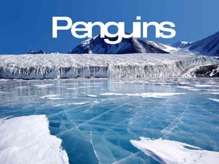   Penguins 