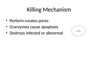 Perforin Function Cell Mediated Immune Response With Biological .pptx