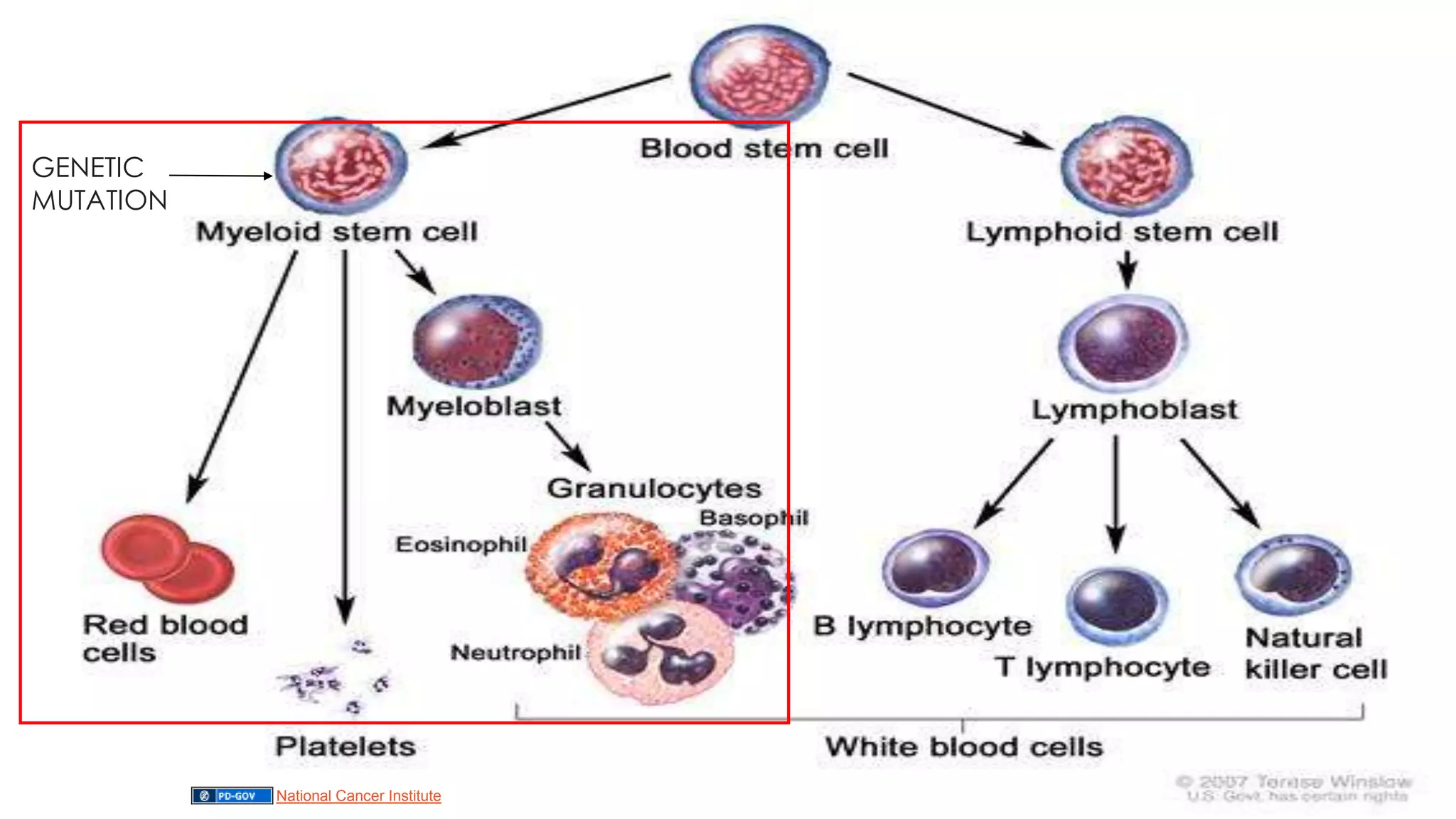 GENETIC
MUTATION

Genetic
Mutation

National Cancer Institute

 