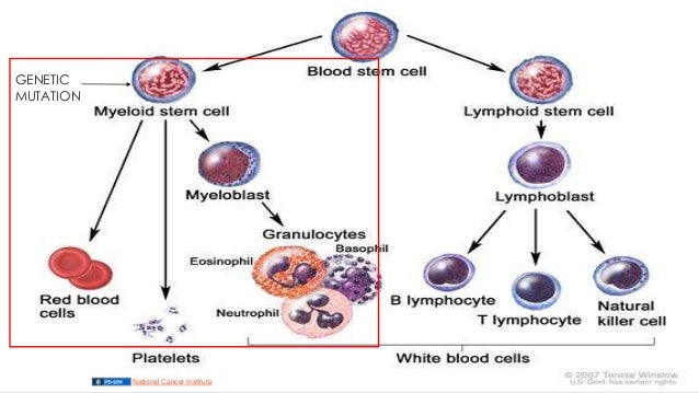 What is cml in medical terms