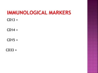 CD13 +
CD14 +
CD15 +
CD33 +
 
