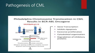Pathogenesis of CML