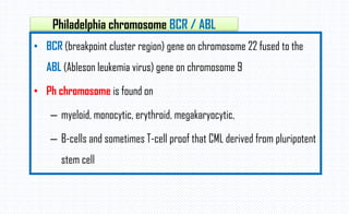 • BCR (breakpoint cluster region) gene on chromosome 22 fused to the
ABL (Ableson leukemia virus) gene on chromosome 9
• Ph chromosome is found on
– myeloid, monocytic, erythroid, megakaryocytic,
– B-cells and sometimes T-cell proof that CML derived from pluripotent
stem cell
Philadelphia chromosome BCR / ABL
 