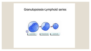 CML leukemia pathology ppt mbbs 2nd year.pptx | Free Download