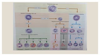 CML leukemia pathology ppt mbbs 2nd year.pptx | Free Download