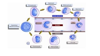 CML leukemia pathology ppt mbbs 2nd year.pptx | Free Download