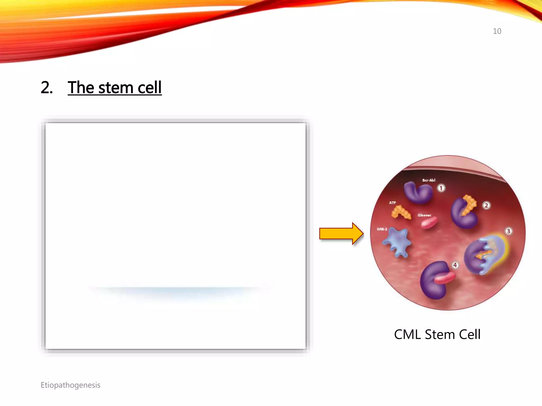 2. The stem cell
Etiopathogenesis
10
CML Stem Cell
 