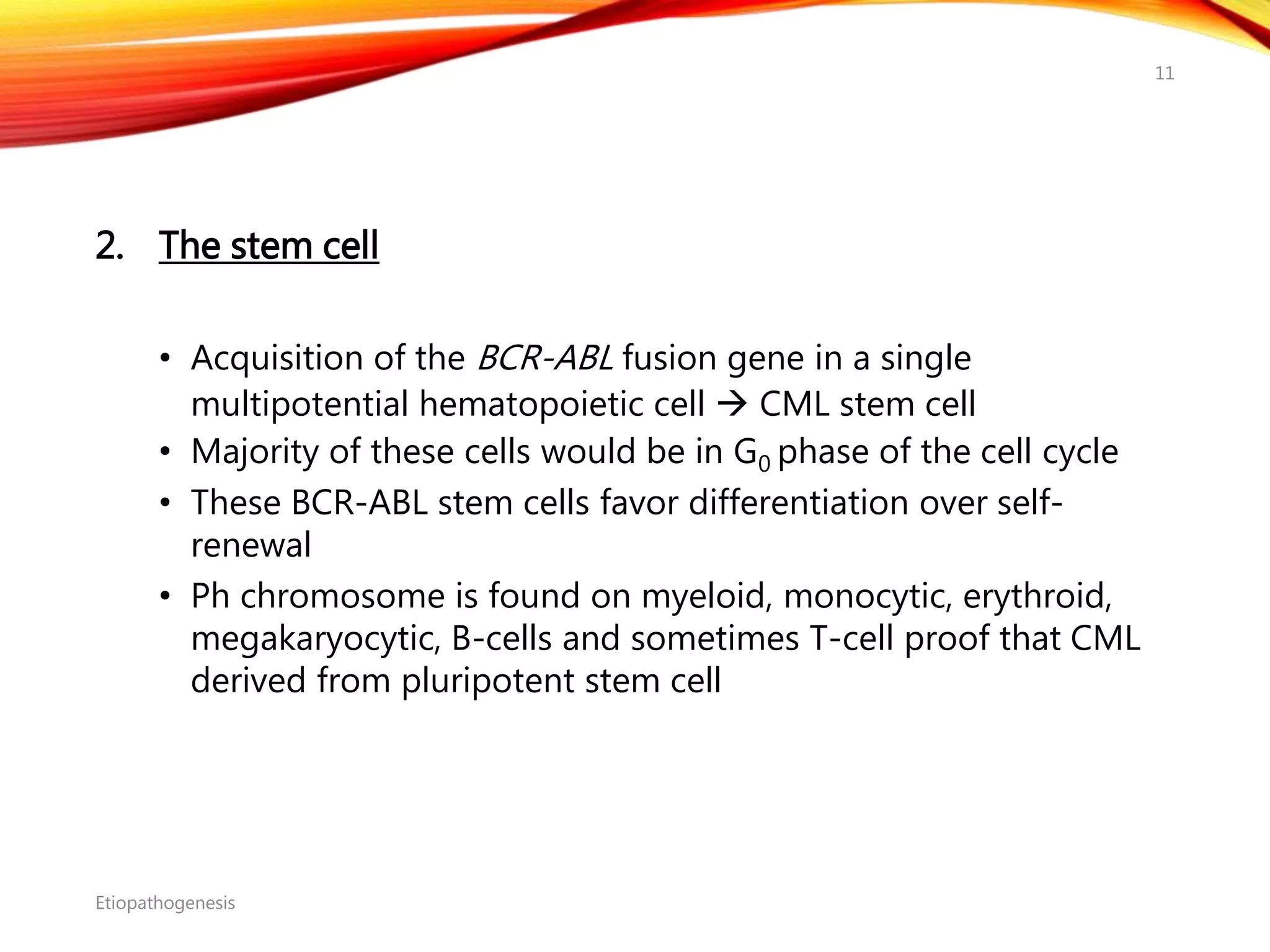 2. The stem cell
• Acquisition of the BCR-ABL fusion gene in a single
multipotential hematopoietic cell  CML stem cell
• Majority of these cells would be in G0 phase of the cell cycle
• These BCR-ABL stem cells favor differentiation over self-
renewal
• Ph chromosome is found on myeloid, monocytic, erythroid,
megakaryocytic, B-cells and sometimes T-cell proof that CML
derived from pluripotent stem cell
Etiopathogenesis
11
 