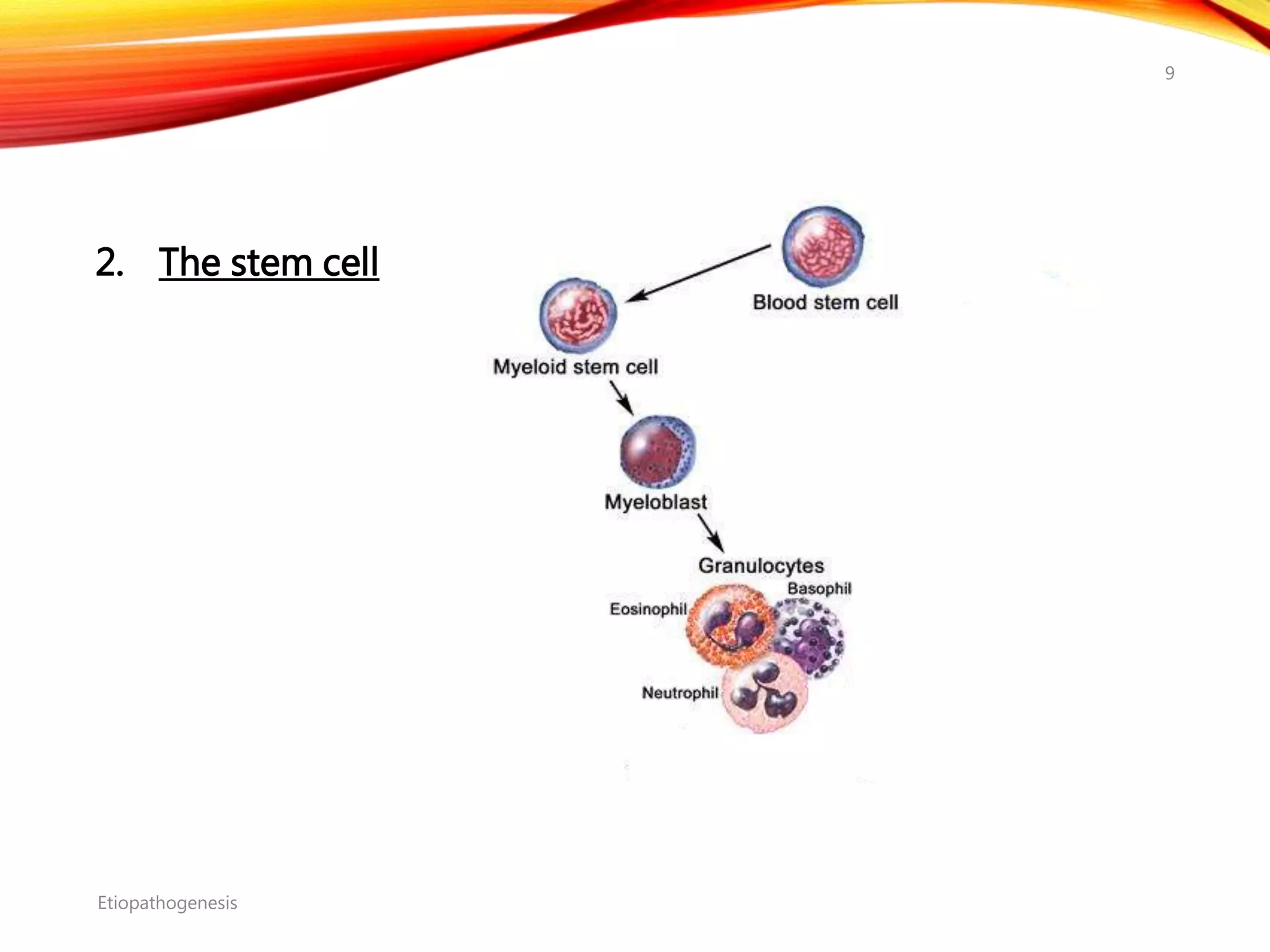 Etiopathogenesis
9
2. The stem cell
 