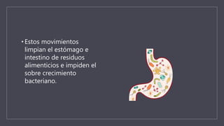 • Estos movimientos
limpian el estómago e
intestino de residuos
alimenticios e impiden el
sobre crecimiento
bacteriano.
 