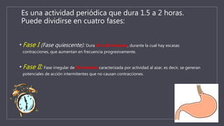 Es una actividad periódica que dura 1.5 a 2 horas.
Puede dividirse en cuatro fases:
• Fase I (Fase quiescente): Dura 45 a 60 minutos, durante la cual hay escasas
contracciones, que aumentan en frecuencia progresivamente.
• Fase II: Fase irregular de 30 minutos caracterizada por actividad al azar, es decir, se generan
potenciales de acción intermitentes que no causan contracciones.
 