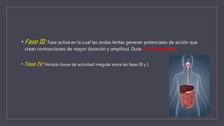 • Fase III: Fase activa en la cual las ondas lentas generan potenciales de acción que
crean contracciones de mayor duración y amplitud. Dura 5 a 15 minutos.
• Fase IV: Período breve de actividad irregular entre las fases III y I.
 