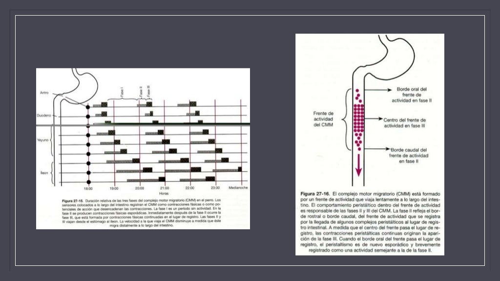 Complejo Motor Migratorio