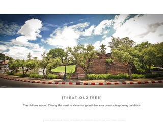 [ T R E A T : O L D T R E E ]
The old tree around Chiang Mai moat in abnormal growth because unsuitable growing condition
W A R O N G W O N G L A N G K A : 1 6 9 1 0 0 4 D E P A R T M E N T O F L A N D S C A P E A R C H I T E C T U R E , C A U P , T O N G J I U N I V E R S I T
 