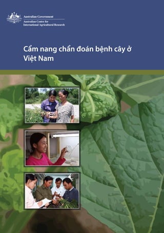 Cẩm nang chẩn đoán bệnh cây ở
Việt Nam
CẩmnangchẩnđoánbệnhcâyởViệtNam
129a
 