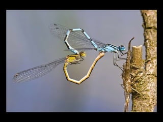 Resultaat kwantitatief WNF2855 aangesloten fotografen per 010910 3575 foto’s die WNF kan gebruiken voor eigen mediaZoom.nlHerkenbaarheid merk binnen uitingen van WNF (branding)Verdieping/verbreding natuurfotografieNieuwe abonnees (conversie)GroeienStartActiverenOpzettenIntroEinde