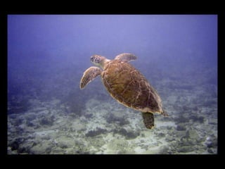 Genereren trafficZoomSpreads in Zoom meiBannering op zoom.nlE-mail nieuwsbrief en opvolgmailZoom Facebook, TwitterWNFPanda tweede kwartaalWnf.nlBannering wnf.nlWNF Facebook, TwitterN@tuurnieuwsGoogle AdWordsGroeienStartActiverenOpzettenIntroEinde