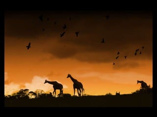 Resultaat kwantitatief WNF2855 aangesloten fotografen per 010910 3575 foto’s die WNF kan gebruiken voor eigen mediaZoom.nlHerkenbaarheid merk binnen uitingen van WNF (branding)Verdieping/verbreding natuurfotografieNieuwe abonnees (conversie)GroeienStartActiverenOpzettenIntroEinde